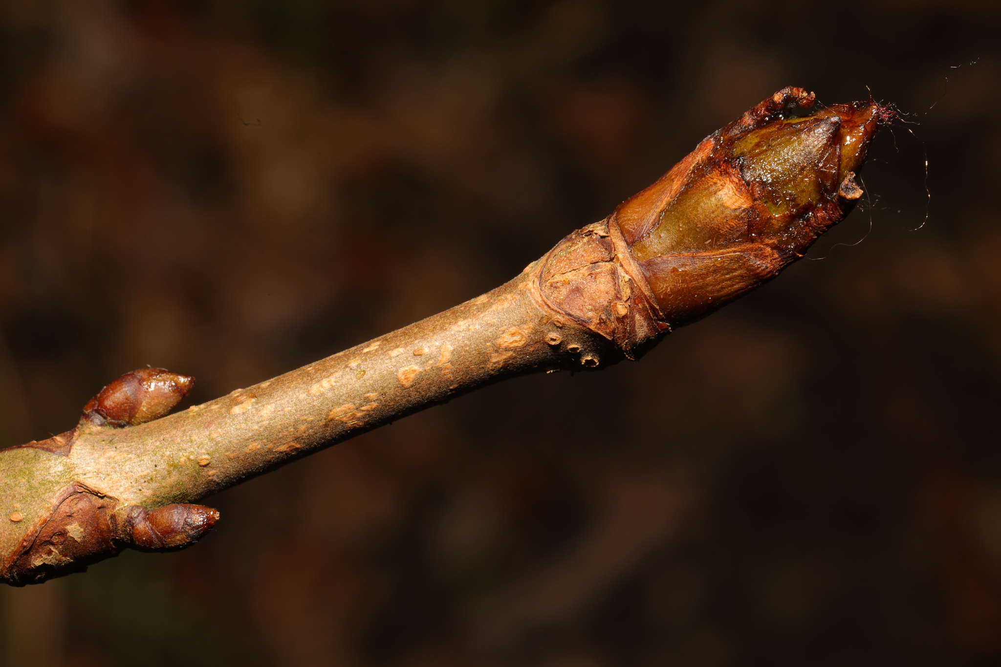 up close view of tip of budding branch. one larger bud at tip, two buds grow opposite of each other a few inches down. buds are acorn shaped and golden brown. bark is brown with lighter brown spots (lenticles)