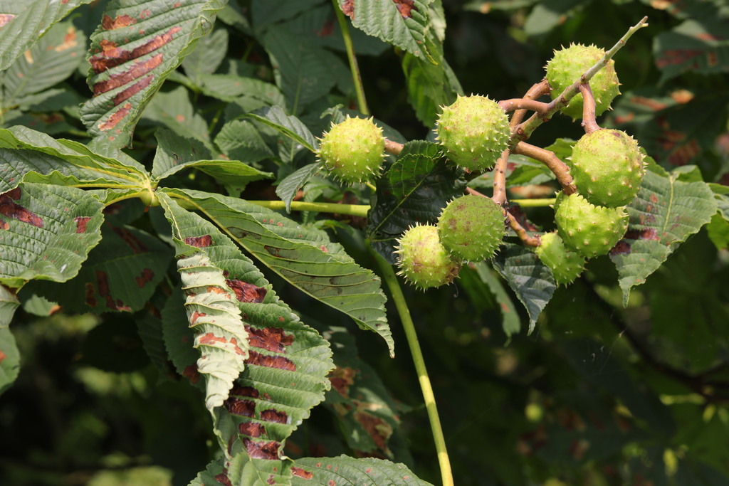 seedpods are large gumball sized spiky light/neon green balls that grow off light brown stems in a cluster near leaves