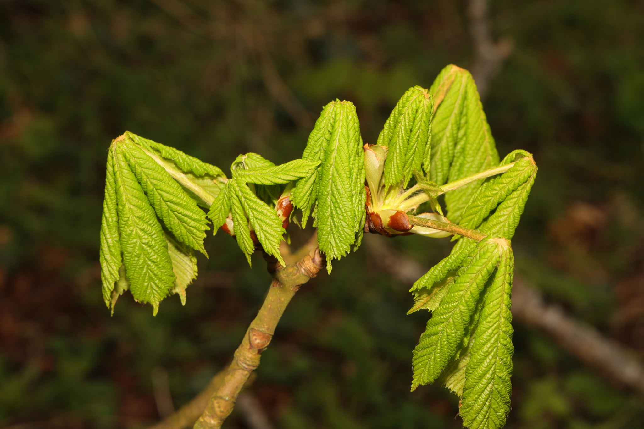 new growth: neon green very droopy small leaves coming from buds at branch tips.