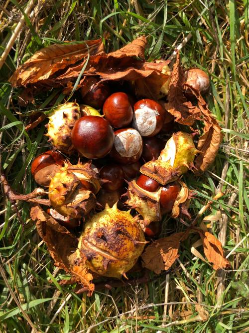 piles of mature seeds. some still in browning spiky ball seed pod, some opened to show round brownish red shiny chestnuts