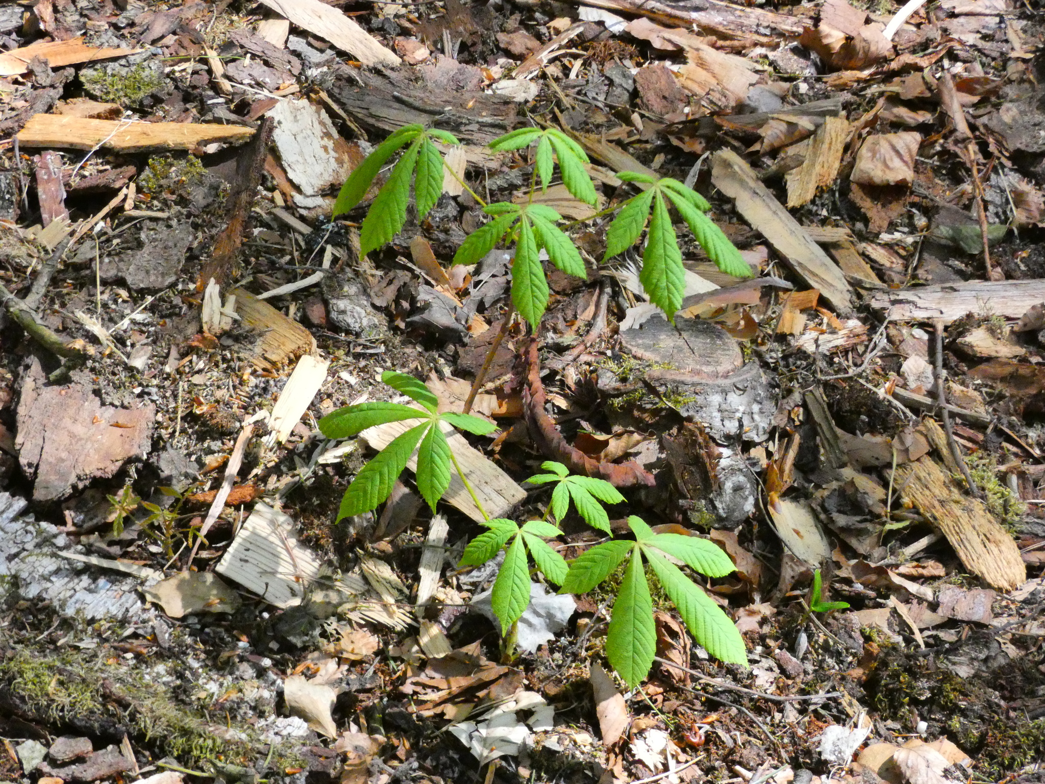showing that knee high seedlings have same sized leaves as mature plants