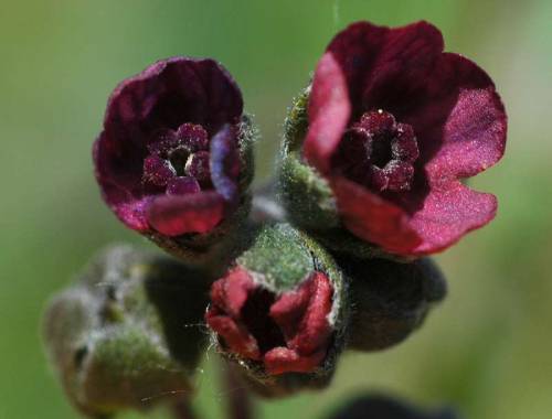 close up of flower cluster, tiny flowers cluster at the tip of a stem. 1 closed green bud, one semi open, 2 open burgundy flowers with donut like center and 4 small undivided petals. flowers resemble small opening rose buds.