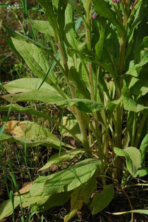 close up from base to midway up plant. 3 stems almost touching at the base. stems visibly fuzzy. leaves light yellow-green, oblong, sets growing every 4-6 inches up stem.