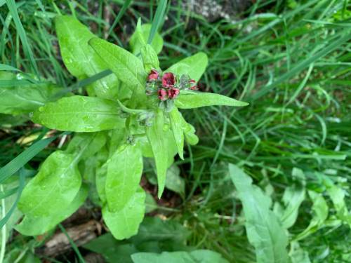 birds eye view of budding/flowering plant. leaves smaller towards top, dark red flowers in cluster at top, leaves yellow green