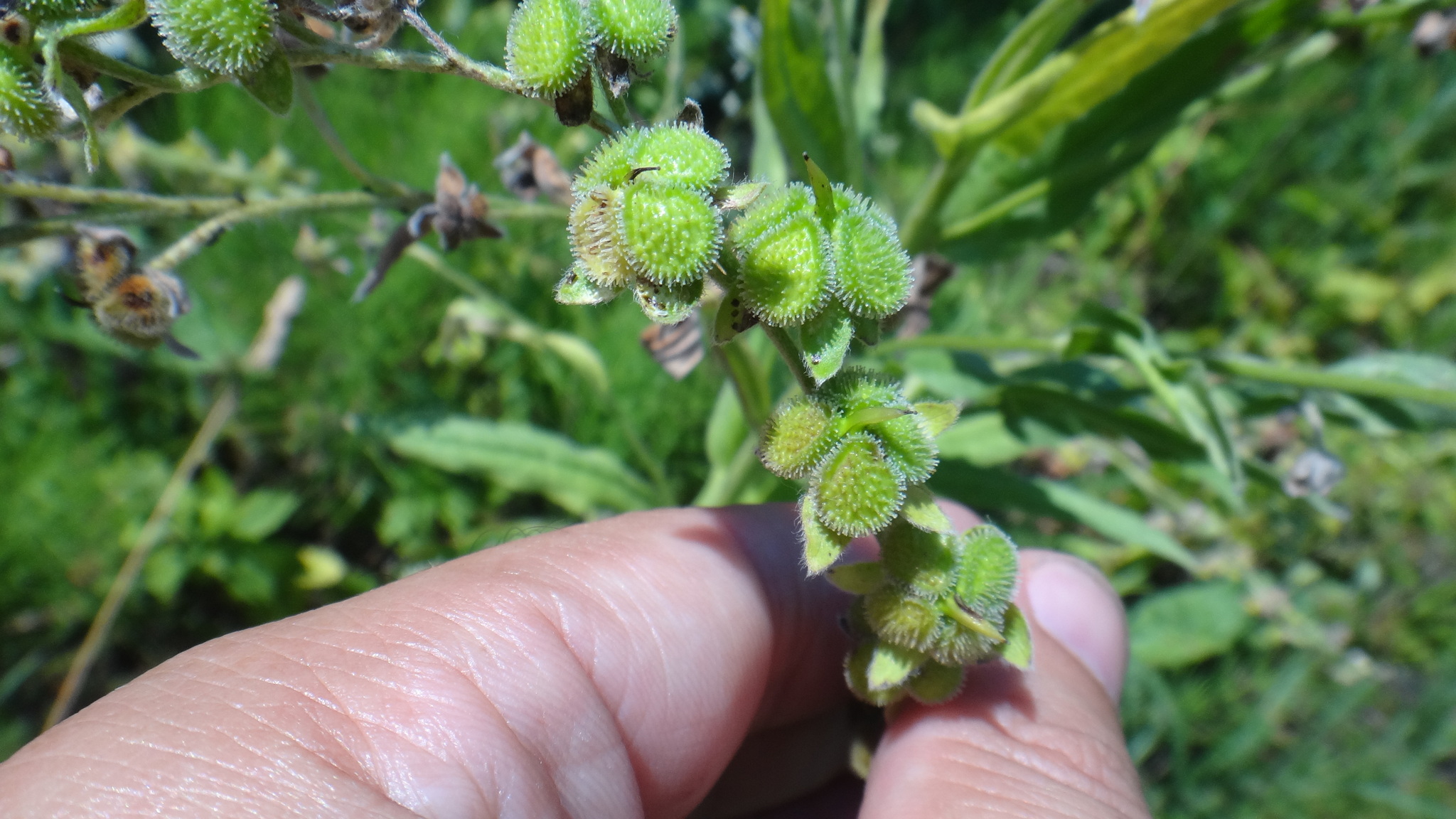 Hand holding stem with clusters of roundish seeds (1/2 width of thumbnail) growing along it, seeds are green and covered in small spikes.