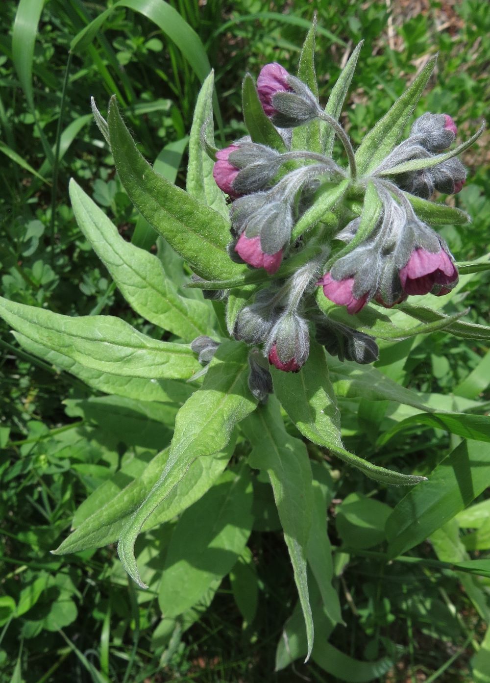 angled birds eye view of flowering plant, flower cluster at top of stem with 8+ small, fuzzy, drooping, maroon cup shaped flowers coming from a whorl of lance shaped leaves