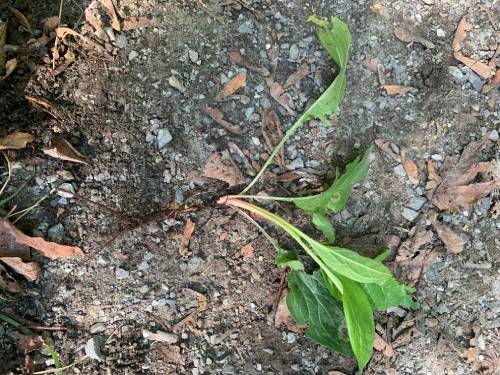 pulled young plant show fibrous tap root is same length as plant (~6 inches)