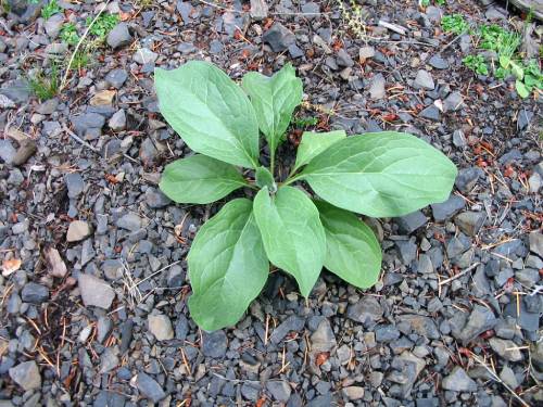 stand alone circular arrangement of low growing leaves (rosette), leaves are rounder but still oblong growing from a center point.