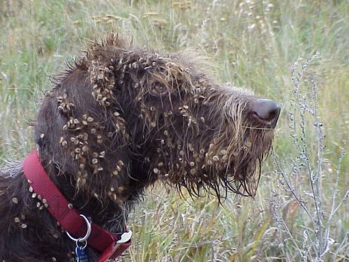 head shot of brown shaggy dog with dozens of pea sized light brown seeds tangled throughout its face fur