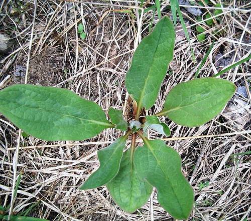 birds eye view of non-flowering plant. Leaves look rough/not shiny and oblong, hand length. 6 leaves whorling from center with new leaves beginning from center.