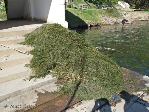 giant pile of pulled hydrilla on a dock by the water. Pile is 2 x 6 ft wide and ~2 ft tall.