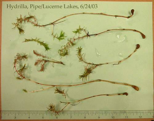 lab setting pulled plants, multiple plants laid on white table demonstrating distinct club shaped masses (tubers and turions) at the bottom of the stalks