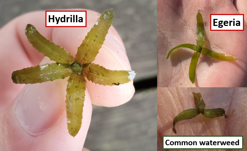 collage of hand held cross section photos of 3 plants, labeled. Hydrilla on left, Egeria and common waterweed on right. demonstrating differences by serrated versus smooth edges.