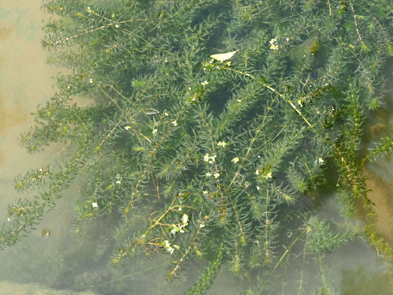 Tangle of long stem plants with dense whorls of leaflets along their length, growing in brackish water close to the surface, some break the surface.