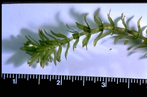 single leafy stem laid on white table by ruler, showing sample is 3 inches long. leaves maintain form out of water and grow in whorl along stem.