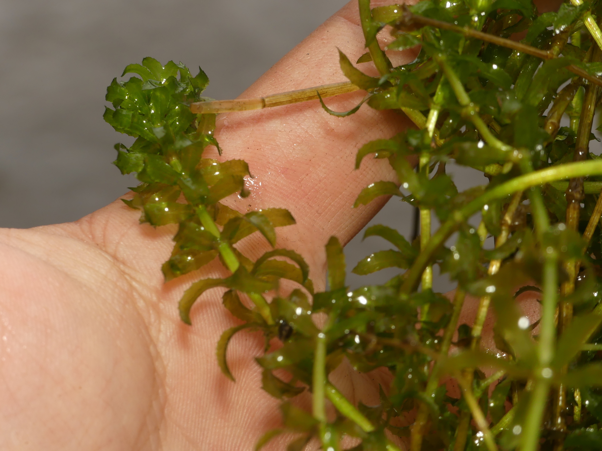 hand holding stems out of water. one stem and its leaves have 3d dimensions of a finger but much longer.
