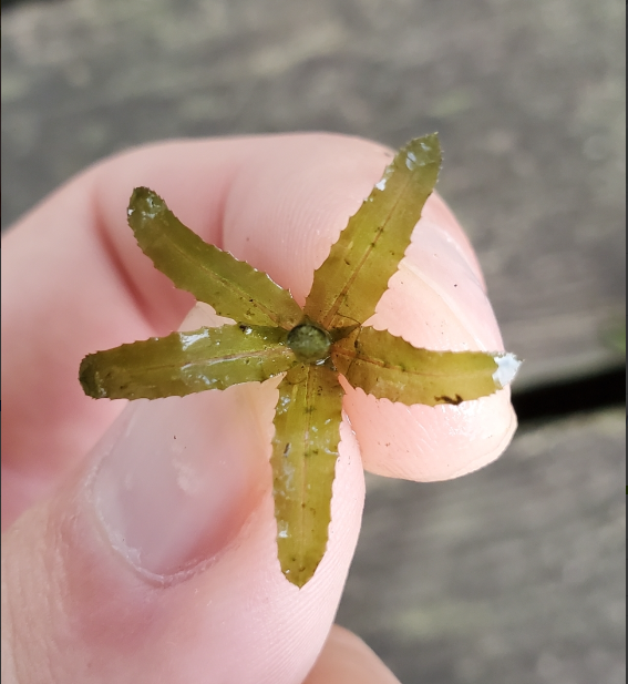 hand holding cut plant to show leaflets from top. 5 leaflets are brownish green and each have subtle center vein and mildly serrated edges.