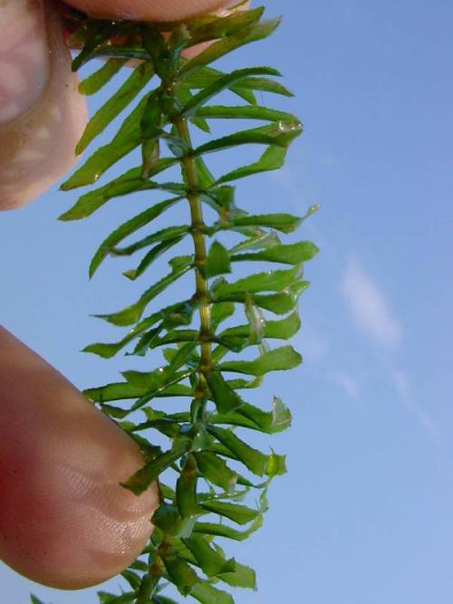 single densely leafy stem held out of water against blue sky. leaves are whorled, stick out from center stem and droop at pointed tips.