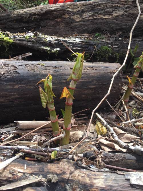 young knotweed, looks like asparagus with pink rings around each node