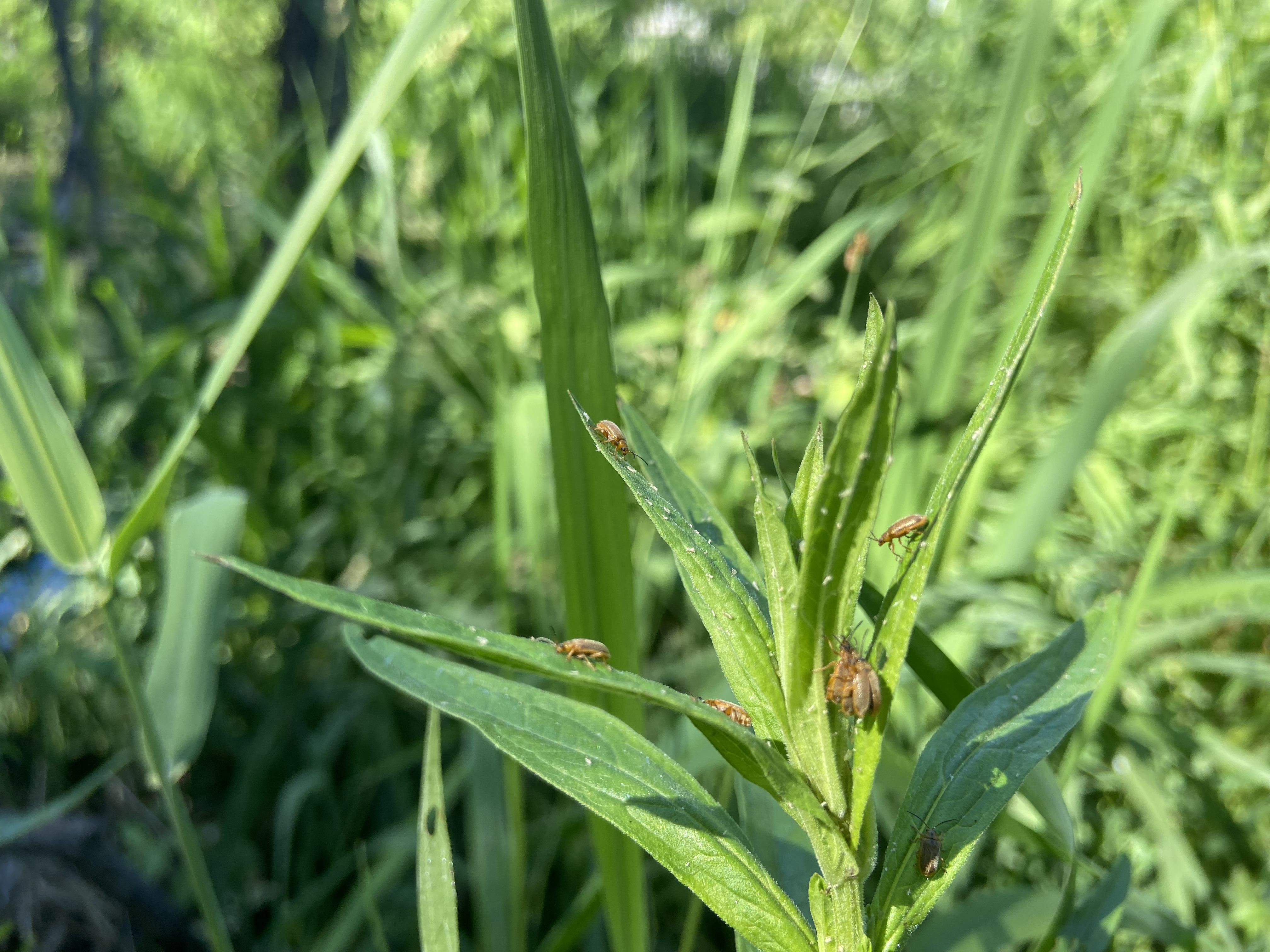 Close up of small brown beetles crawling on purple loosestrife leaves. Background is blurred.