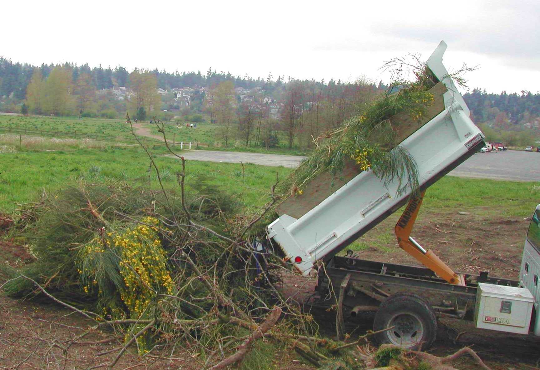A dump truck dumps large load of scotch broom in a rural setting.