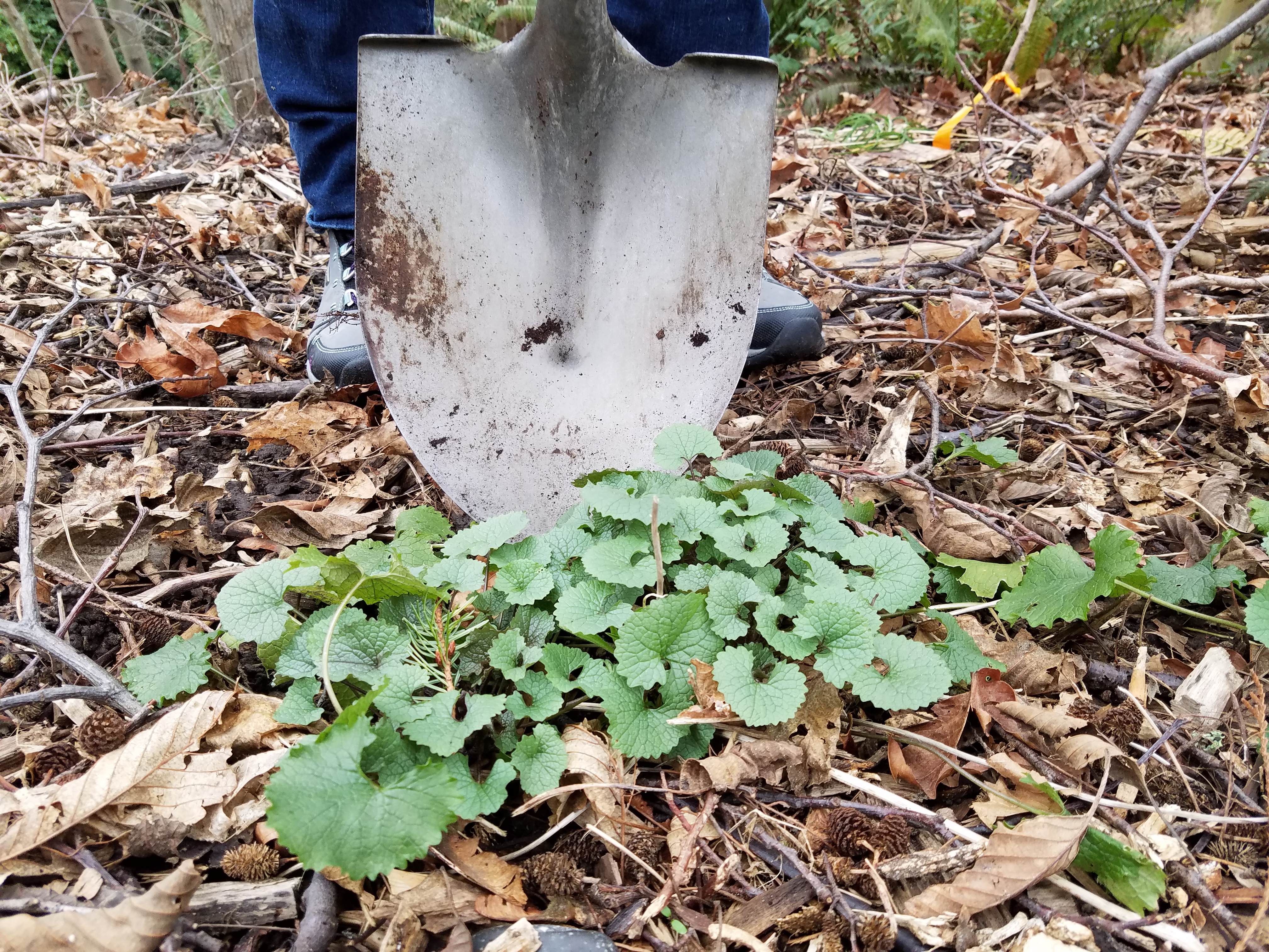 Close up of shovel digging in behind garlic mustard plants.
