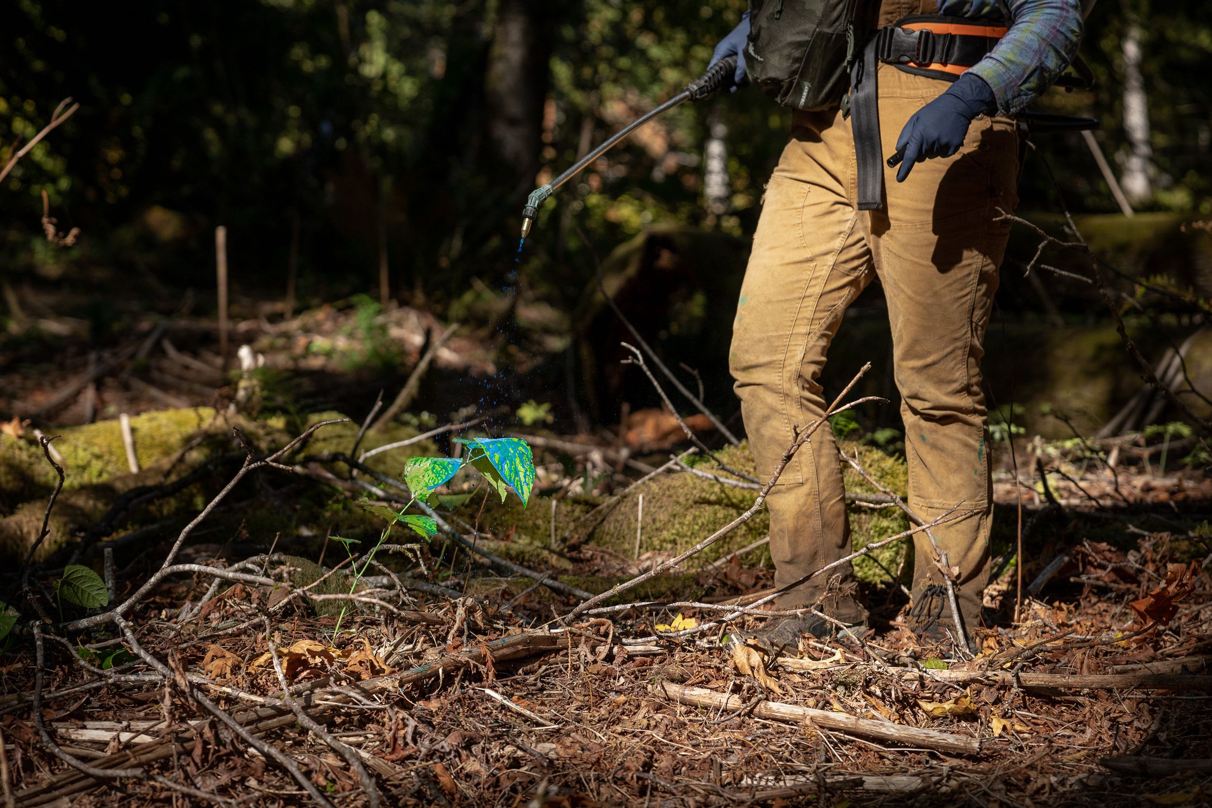 A blue liquid being sprayed from a wand onto a single foot tall leafy plant. 