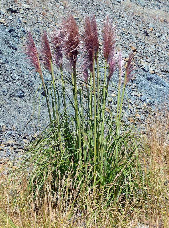 Tall jubata grass with purple-ish plumes growing out of low, brown grass. In the background there is a rocky bare slope.