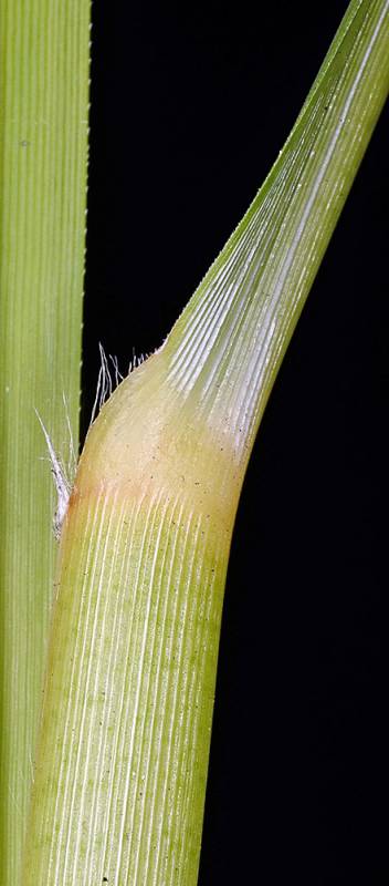 A Jubata leaf highly illuminated against a black background. The sharp edges are clearly visible.