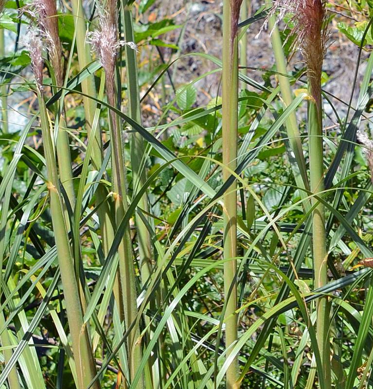 Pale green stem of Jubata grass with young, small, violet plumes. Sharp, deep green leaves are seen growing out of the stems.