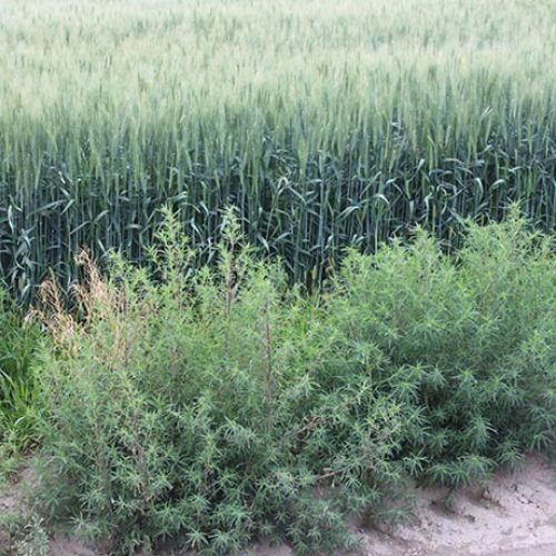 Kochia growing at the edge of a wheat field.
