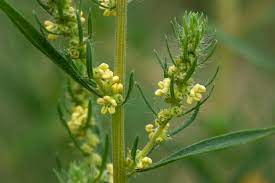 Kochia flower clusters. Note the small, green flowers growing between stem and leaves.