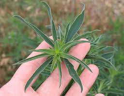 Kochia has long narrow leaves, alternately arranged on the stem.