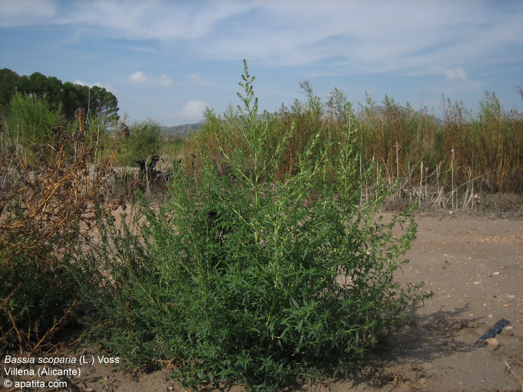 Mature Kochia plant in its native habitat. Photo by L. Voss.