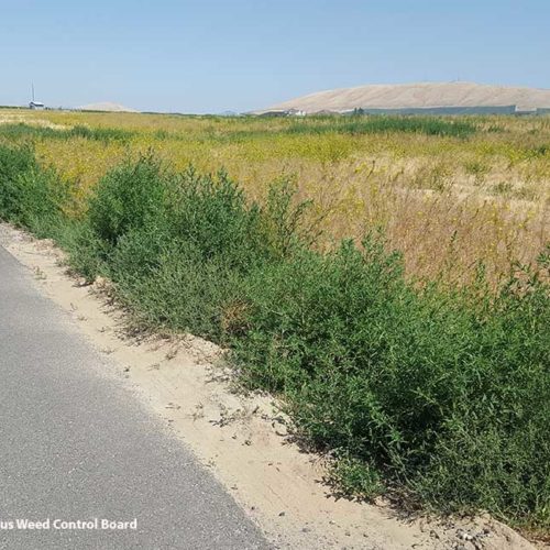 Kochia growing along roadside