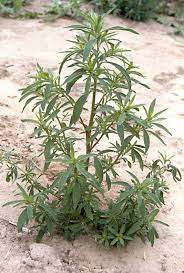 Young kochia plant growing in dry site.