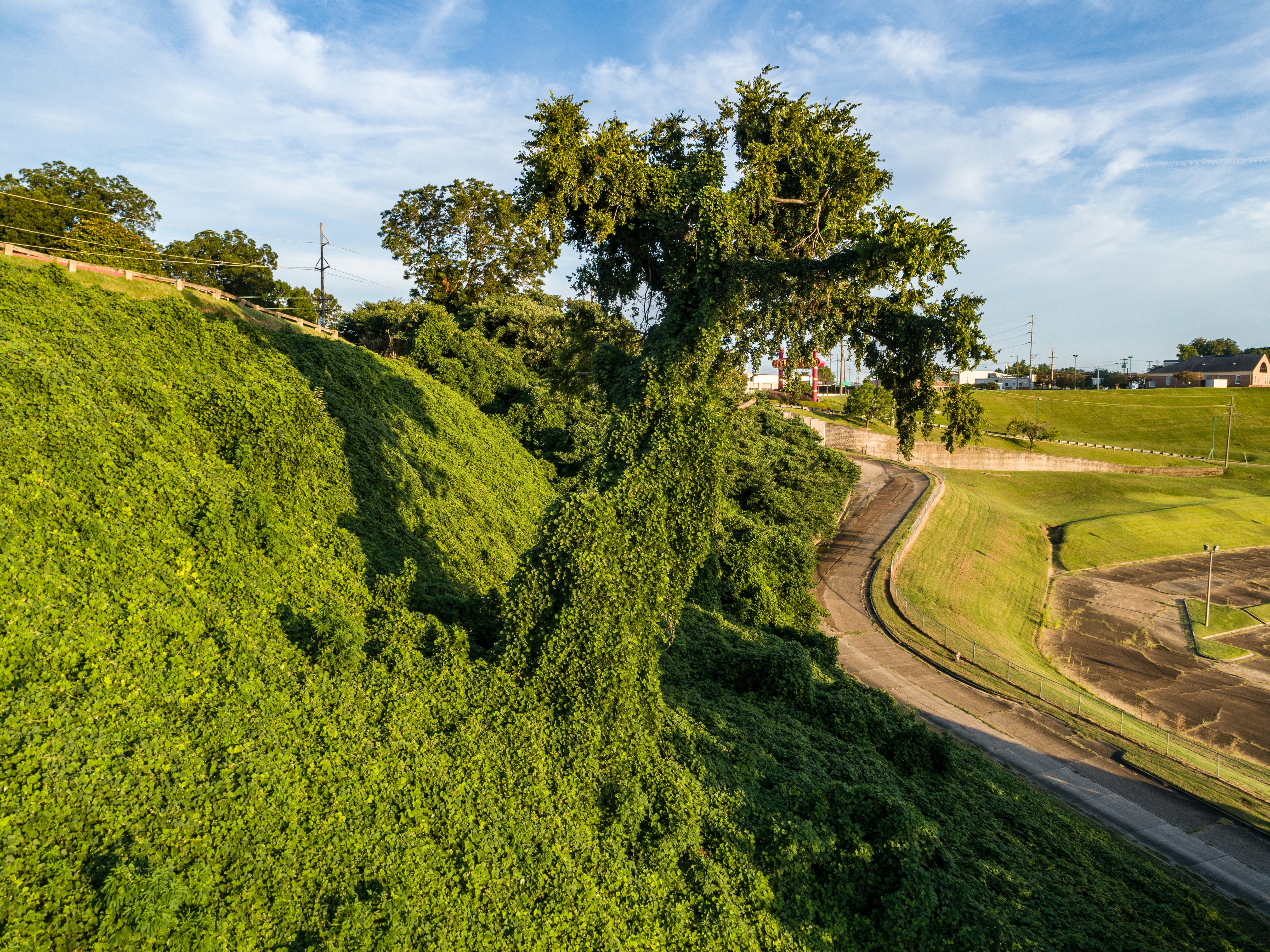 Patch of kudzu vines adjacent to a road grow up and over a tree.