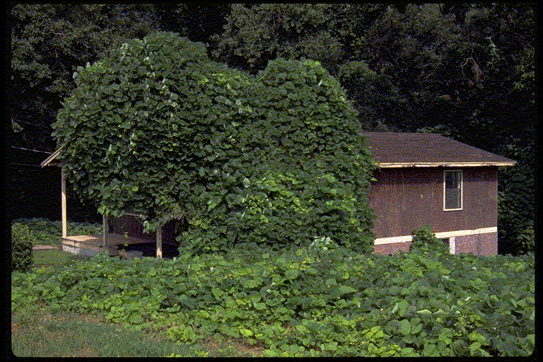 Small building is partially covered by kudzu vines that have grown up over the structure.