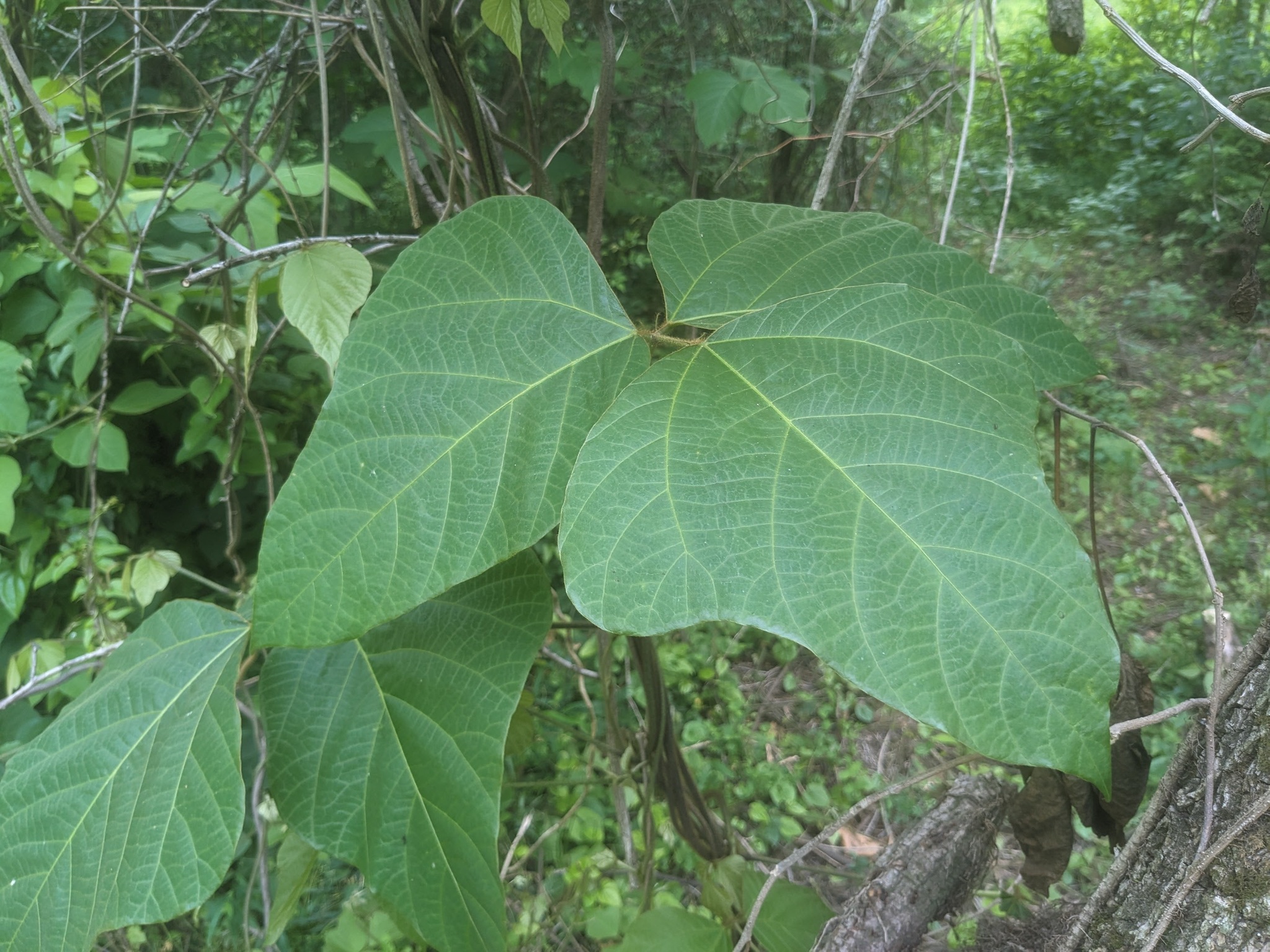 Leaflet with three leaves in foreground. Forest floor in background.