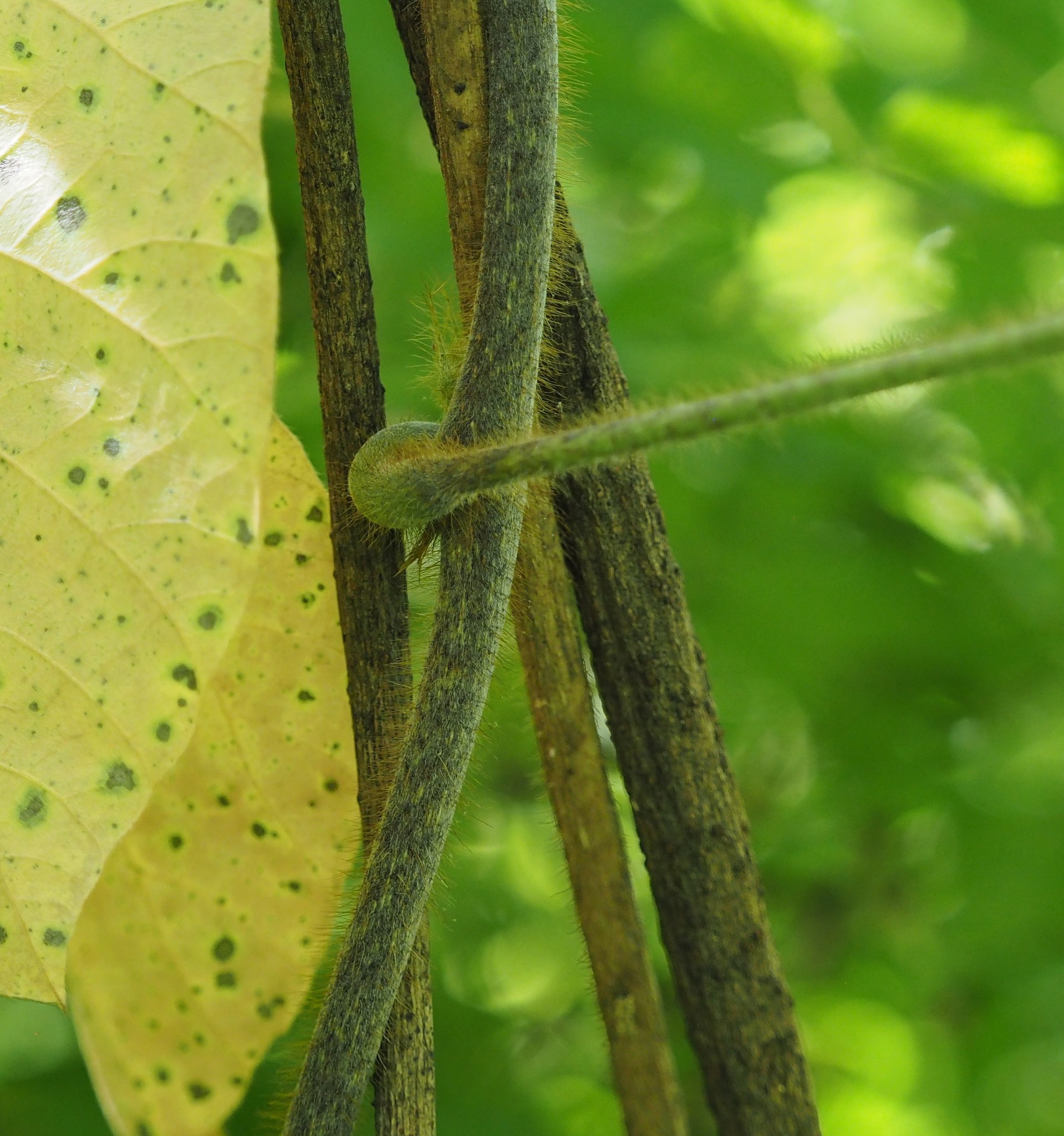 Four stems with small hairs visible next to a yellow leaf.