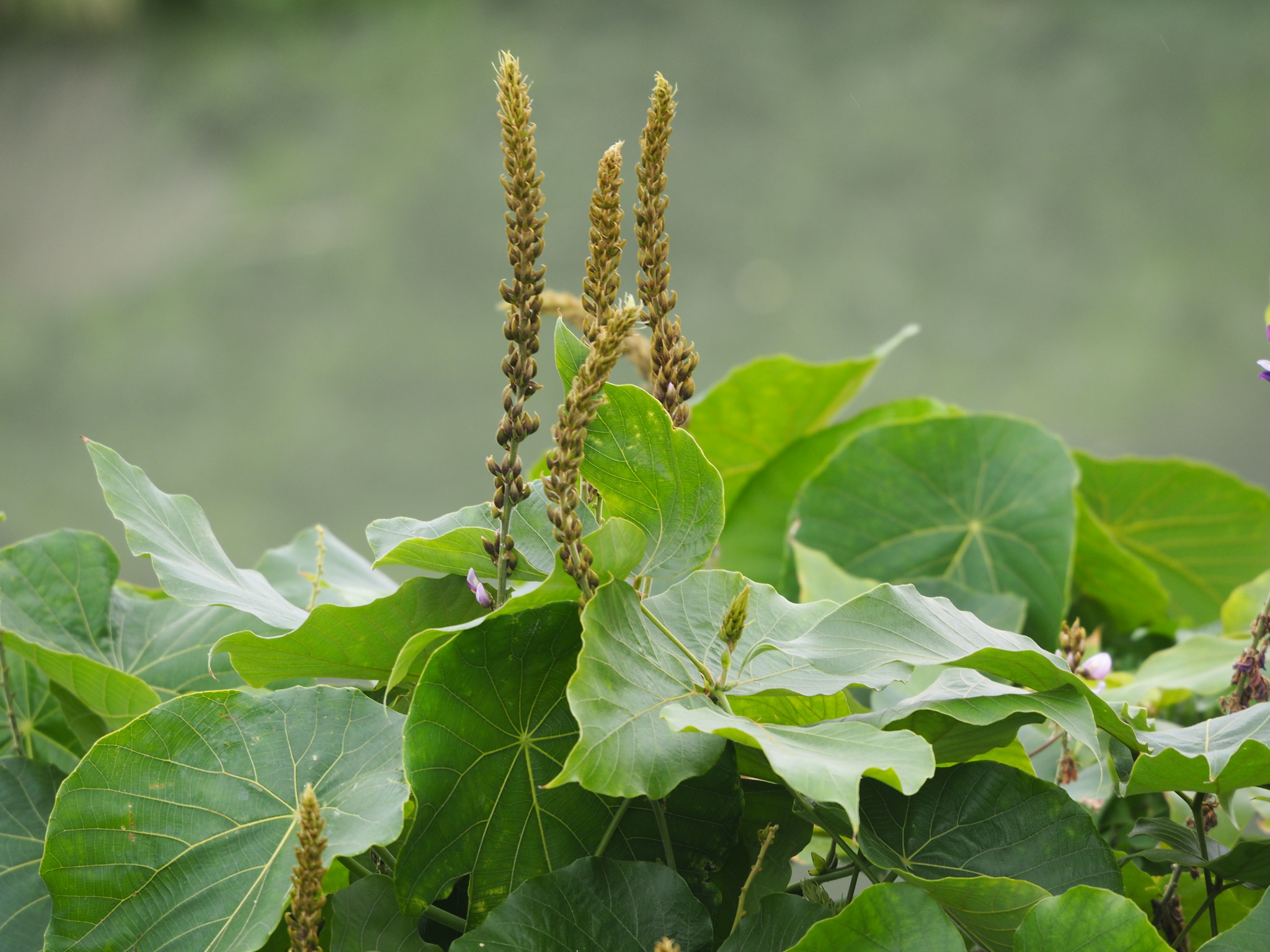 Flower buds rise from a bed of kudzu leaves.