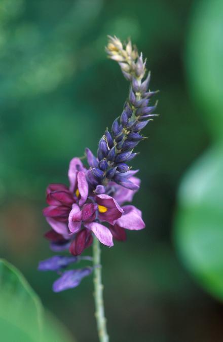 One flower cluster in focus in the center of the image with dark pink flowers near the base of the cluster and blueish purple flower buds near the top of the flower.