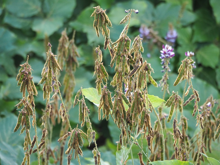 Brown seedpods, similar in shape to snap peas dangle from kudzu vines. In background large leaves are out of focus.