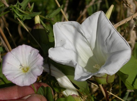 The large, trumpet shaped flower of a large bindweed plant next to the smaller, rounder flowers of field bindweed. Both are white in color.