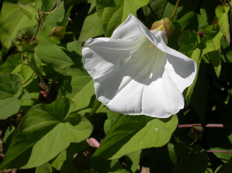 The white, trumpet shaped flower of a large bindweed in front of a mat of green, heard-shaped bindweed leaves.