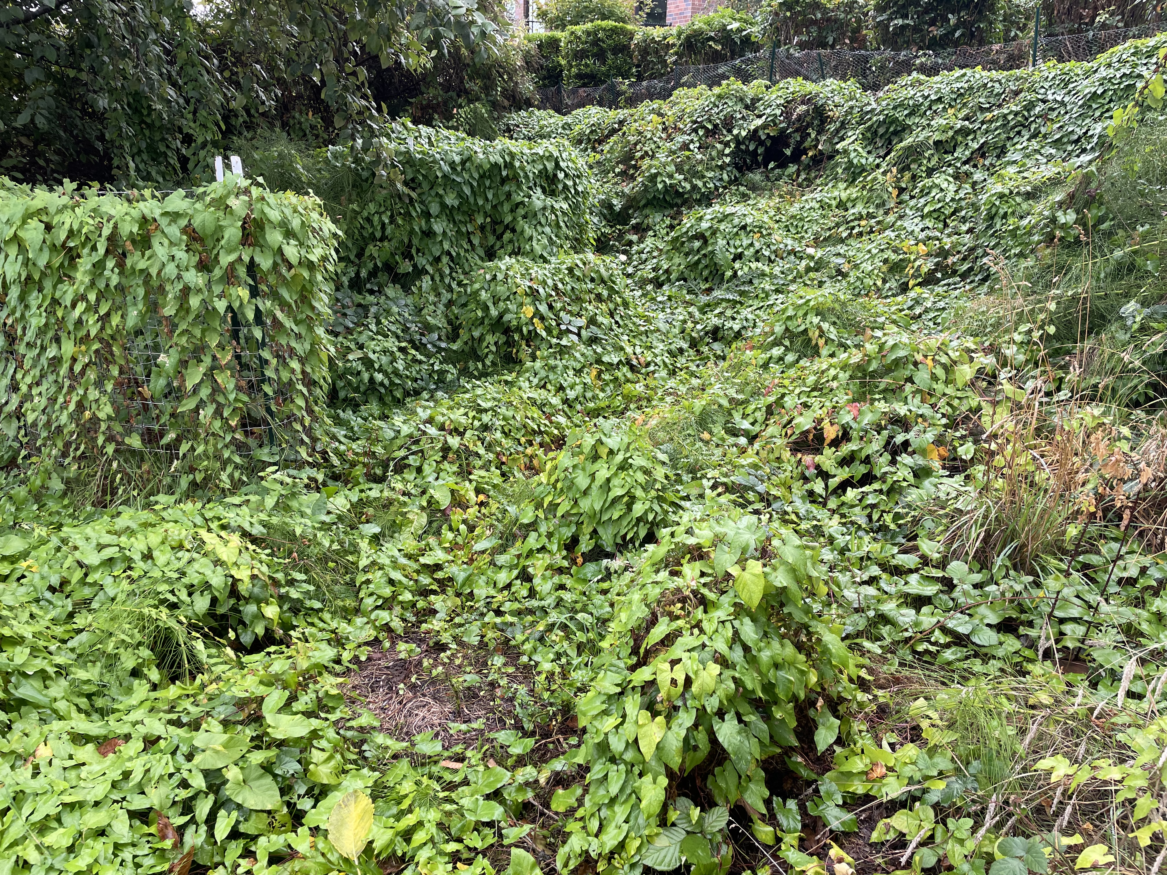 In an open area of a forest, bindweed covers the entirety of the ground and completely covers all other plants.