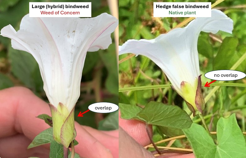 large (hybrid) bindweed green bracteoles overlapping at white flower base, hedge false bindweed (native) green bracteoles leave a gap in the center.