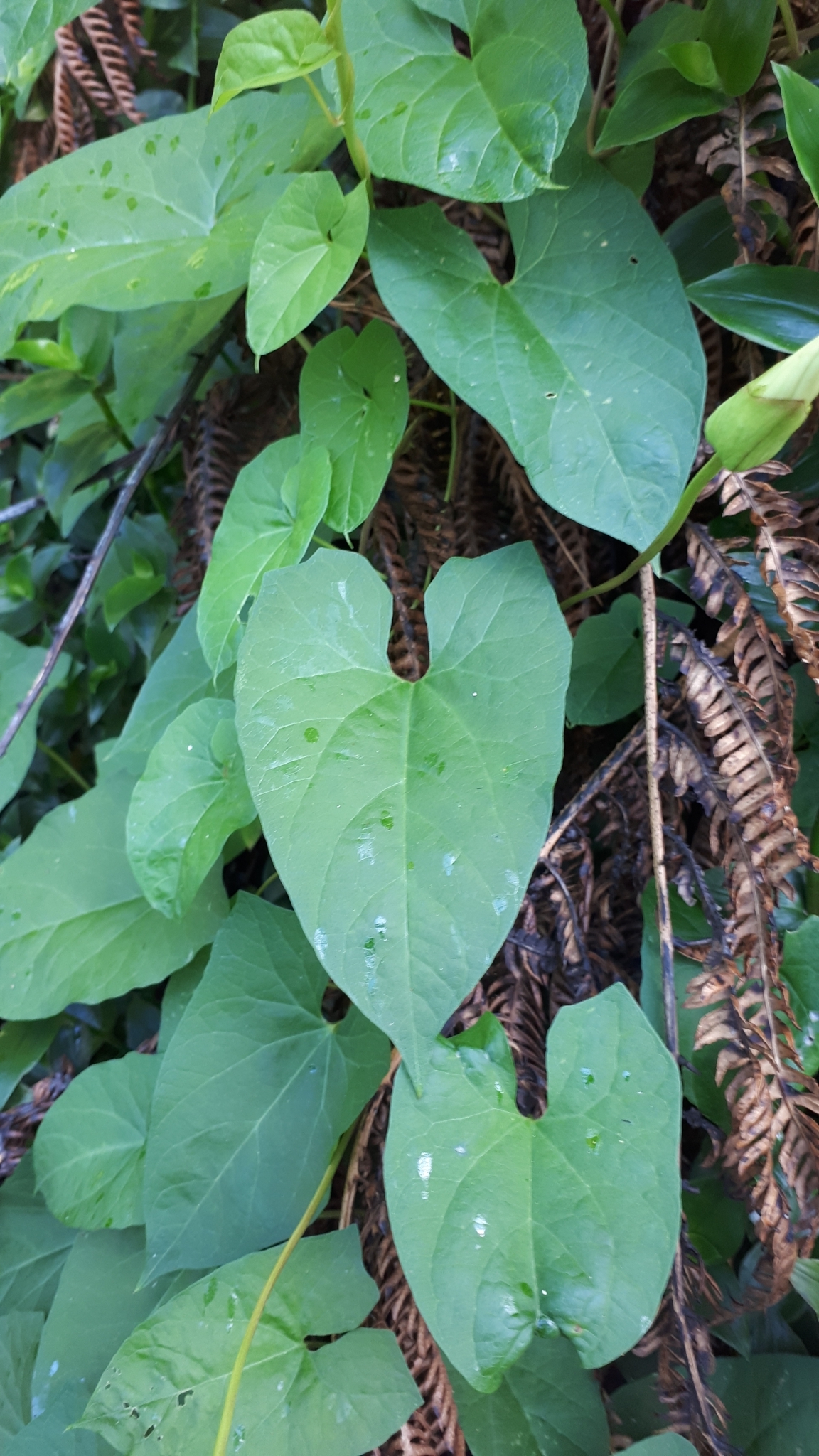 Green, arrowhead shaped leaves of large bindweed, growing densely out of some brownish vegetation.