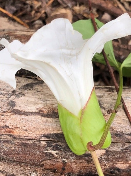 A white bindweed flower laying against a wooden background. Green leafy bracts enclose the bottom part of the flower, overlapping each other.