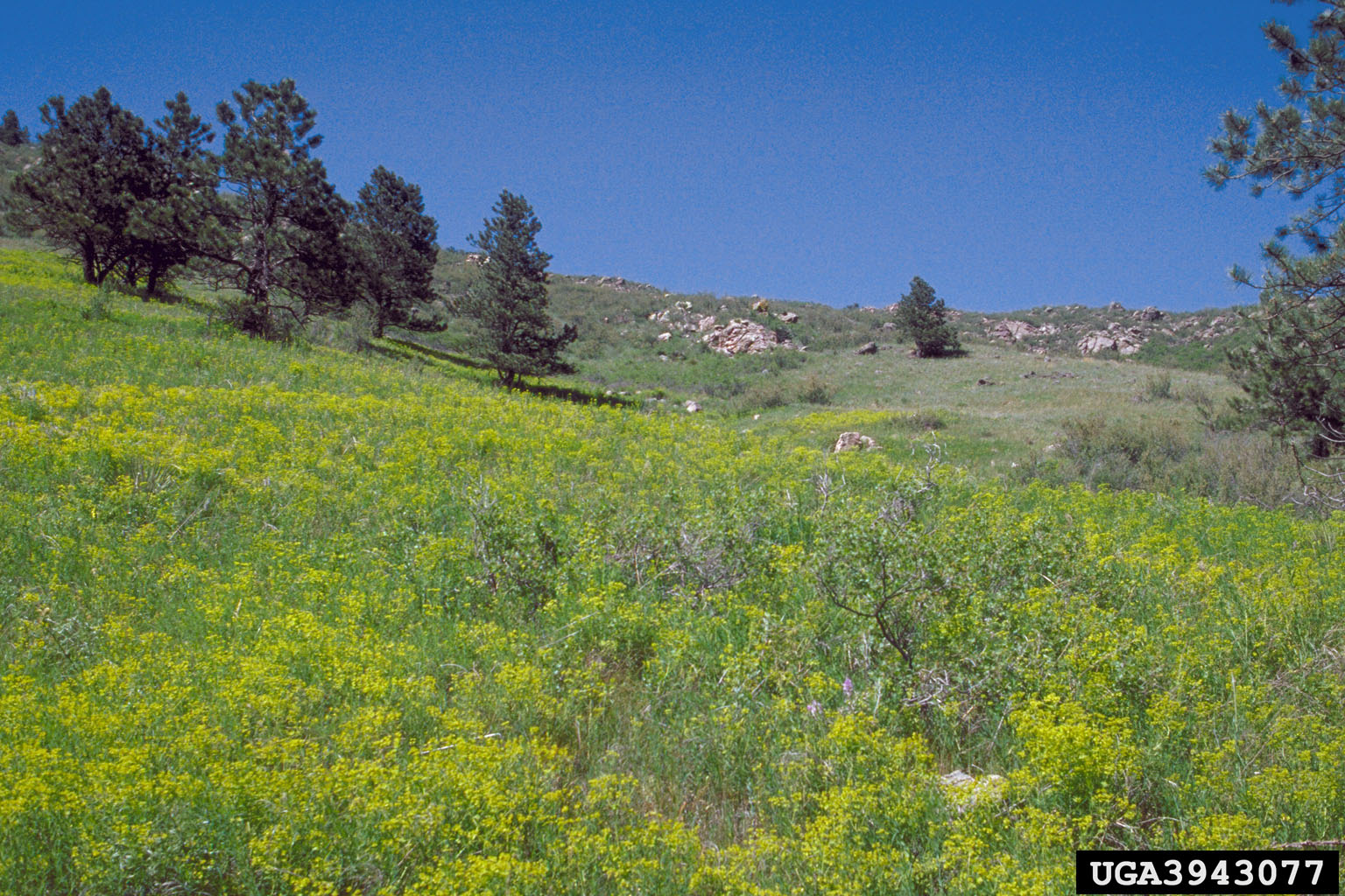 Leafy spurge infestation on a slope in Rist Canyon, Colorado. Source: William M. Ciesla, Forest Health Management Internation, Bugwood.org